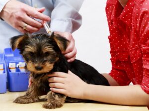 pet-vaccinations-1