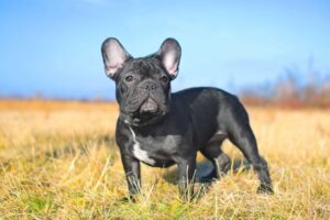 blackfrenchie