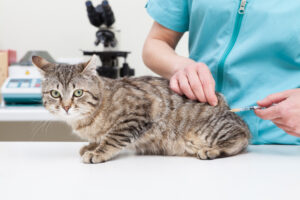 catvaccine
