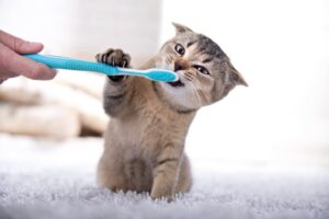 Dental Services