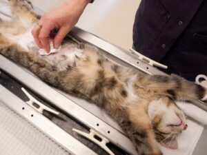 pet-surgery-5