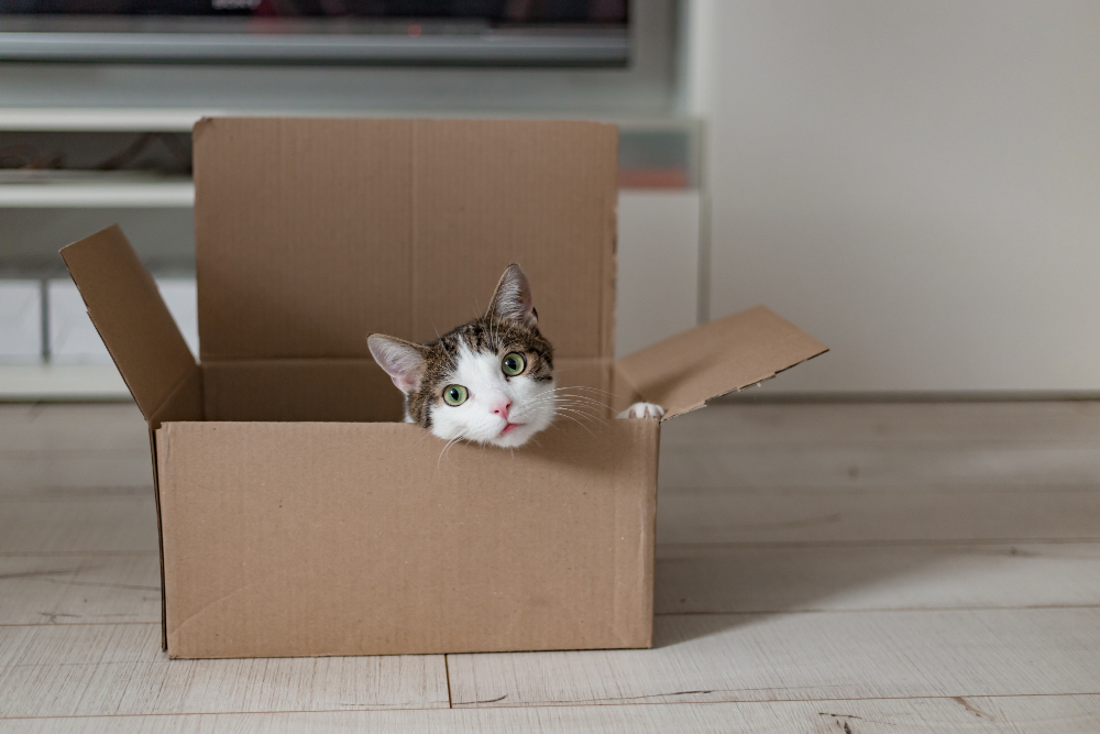 european-cat
